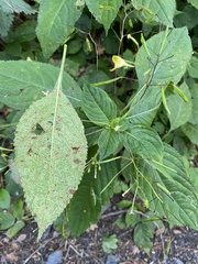 Puccinia komarovii