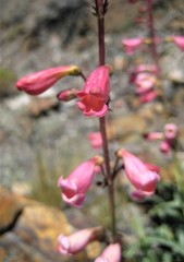 Penstemon floridus