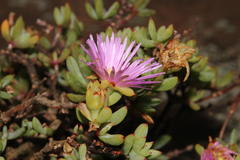 Lampranthus falciformis
