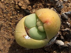 Gibbaeum heathii
