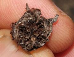 Lampranthus falciformis