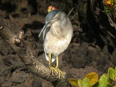 Butorides striata macrorhyncha