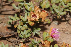 Lampranthus falciformis