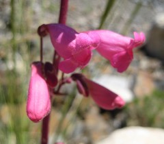 Penstemon floridus