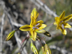Triteleia ixioides anilina
