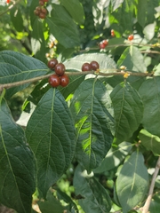 Lonicera maackii