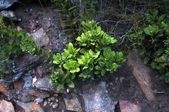 Morella kraussiana