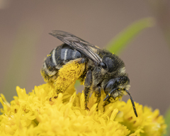 Melissodes illatus