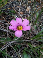 Moraea versicolor