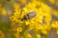 Mycterus curculioides