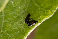 Deraeocoris ribauti