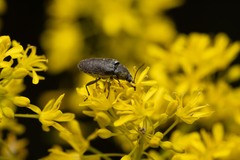 Mycterus curculioides