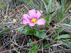 Moraea versicolor