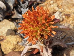 Crassula congesta