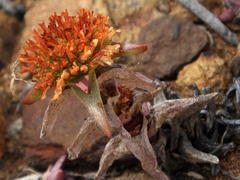 Crassula congesta