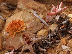 Crassula congesta