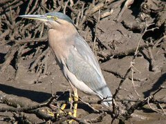 Butorides striata macrorhyncha