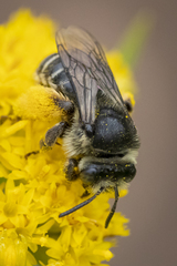 Melissodes illatus