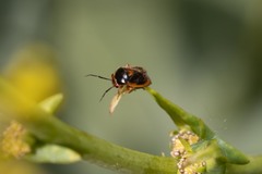 Strongylocoris erythroleptus