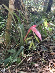 Billbergia distachia
