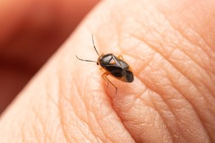 Strongylocoris erythroleptus