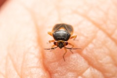 Strongylocoris erythroleptus