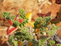 Pelargonium alternans