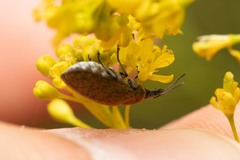 Mycterus curculioides