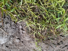 Veronica scutellata