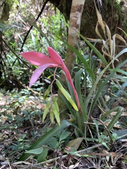 Billbergia distachia