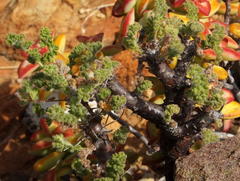 Pelargonium alternans