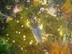 Pentacta doliolum
