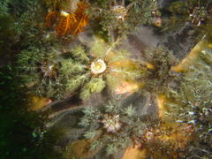 Pentacta doliolum