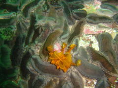 Pentacta doliolum