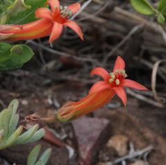 Tylecodon grandiflorus