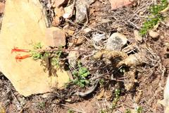 Tylecodon grandiflorus