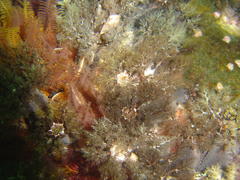 Pentacta doliolum