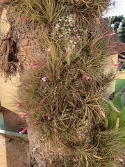 Tillandsia tenuifolia