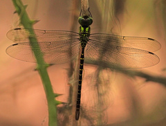Triacanthagyna caribbea