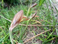Gladiolus hyalinus