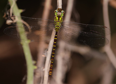 Triacanthagyna caribbea