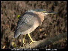 Butorides striata macrorhyncha