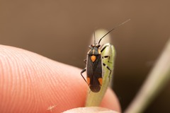 Capsodes flavomarginatus