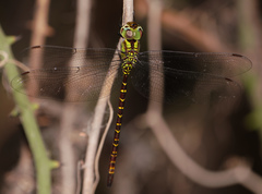 Triacanthagyna caribbea