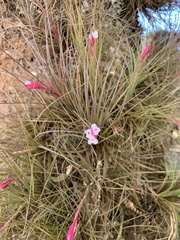 Tillandsia tenuifolia