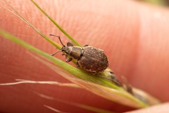 Peritelus sphaeroides