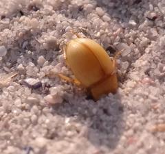 Pachyphaleria capensis