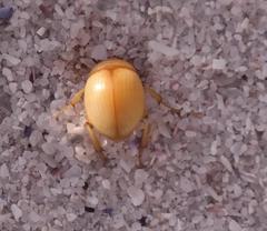 Pachyphaleria capensis