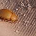 Cape Beach Darkling Beetle - Photo (c) Nick Helme, some rights reserved (CC BY-SA), uploaded by Nick Helme