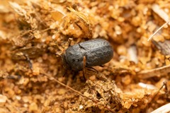 Melanimon tibiale